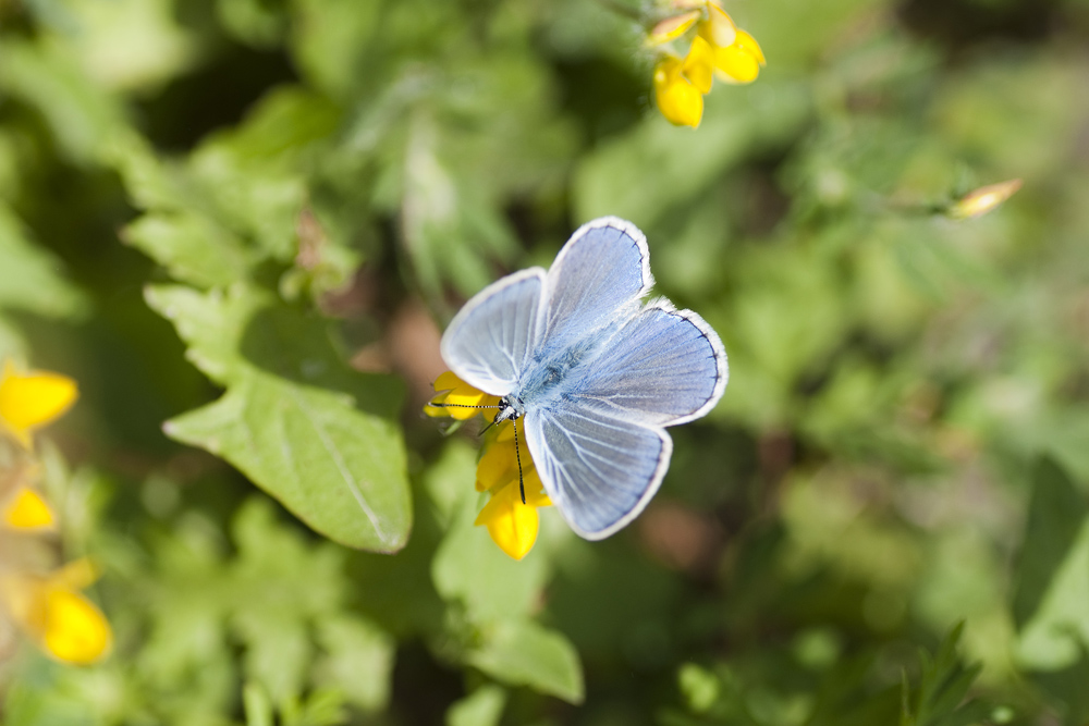 Lycaenide da id - Celastrina argiolus e Polyommatus sp.